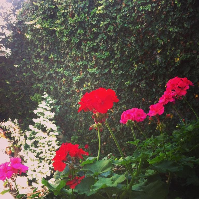Vila Monica Bed & Breakfast Targu-Mures Ruang foto